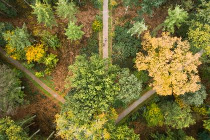bovenaanzicht van een bos waar 3 fietspaden samen komen