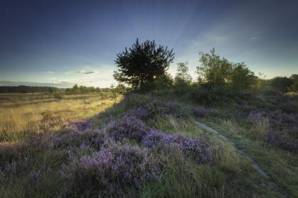 zomerfoto van de gorsselse heide