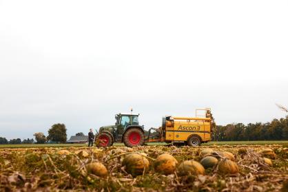 Pompoenen in veld